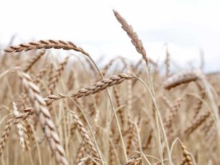 Sprzedam około 6 ton pszenicy ORKISZ odmiany Witras (