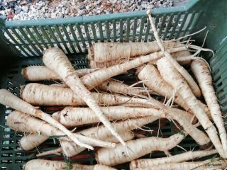 Sprzedam Pasternak świeży 5 zł za 1 kg