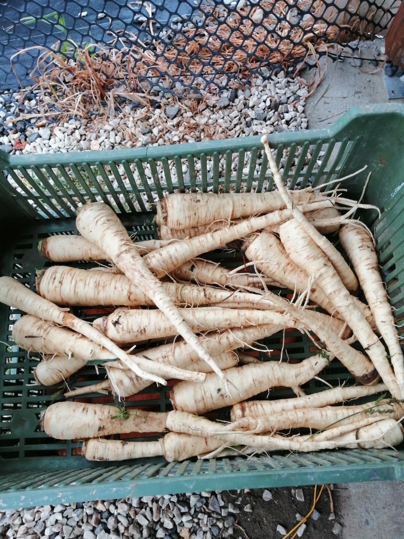Sprzedam Pasternak świeży 5 zł za 1 kg