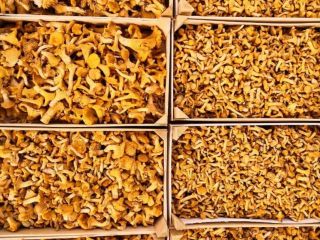co tydzień oferujemy świeże kurki! Sortujemy w naszej fabryce