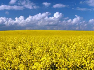 Nasza firma "MEGABUD" (Ukraina) jest gotowa zaoferować Państwu współpracę