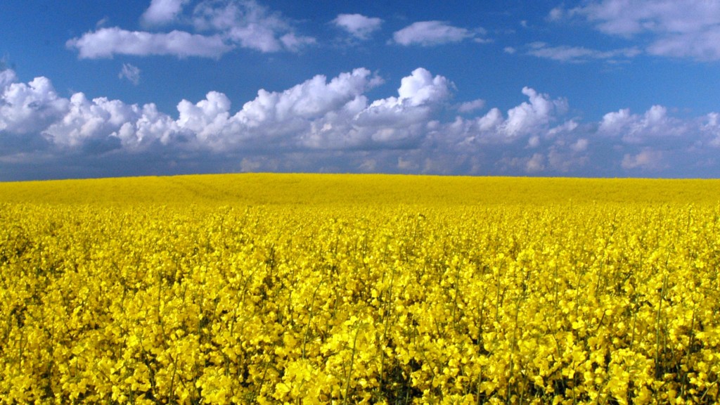 Nasza firma "MEGABUD" (Ukraina) jest gotowa zaoferować Państwu współpracę w zakresie dostaw rolniczej rośliny oleistej - rzepaku