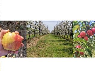 Witam, jesteśmy producentami jabłek z Bułgarii. Nasz ogród produkuje