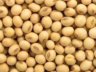 Jesteśmy masowymi eksporterami i dostawcami Bénin Soybean (NON GMO).