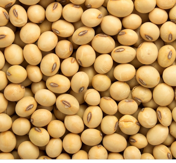 Jesteśmy masowymi eksporterami i dostawcami Bénin Soybean (NON GMO)