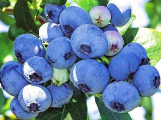 Sprzedam borówkę gorszej jakości odmiana bluecrop, (odrzuty z eksportu)