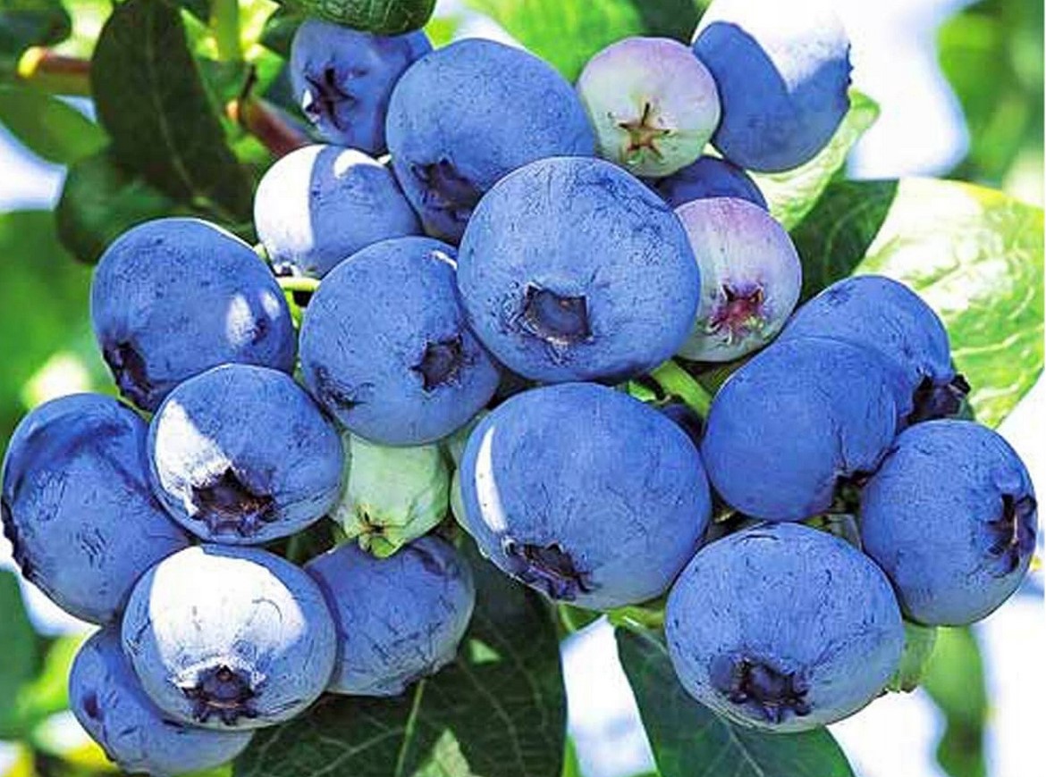 Sprzedam borówkę gorszej jakości odmiana bluecrop, (odrzuty z eksportu) nadaje się na przetwory do cukierni itp