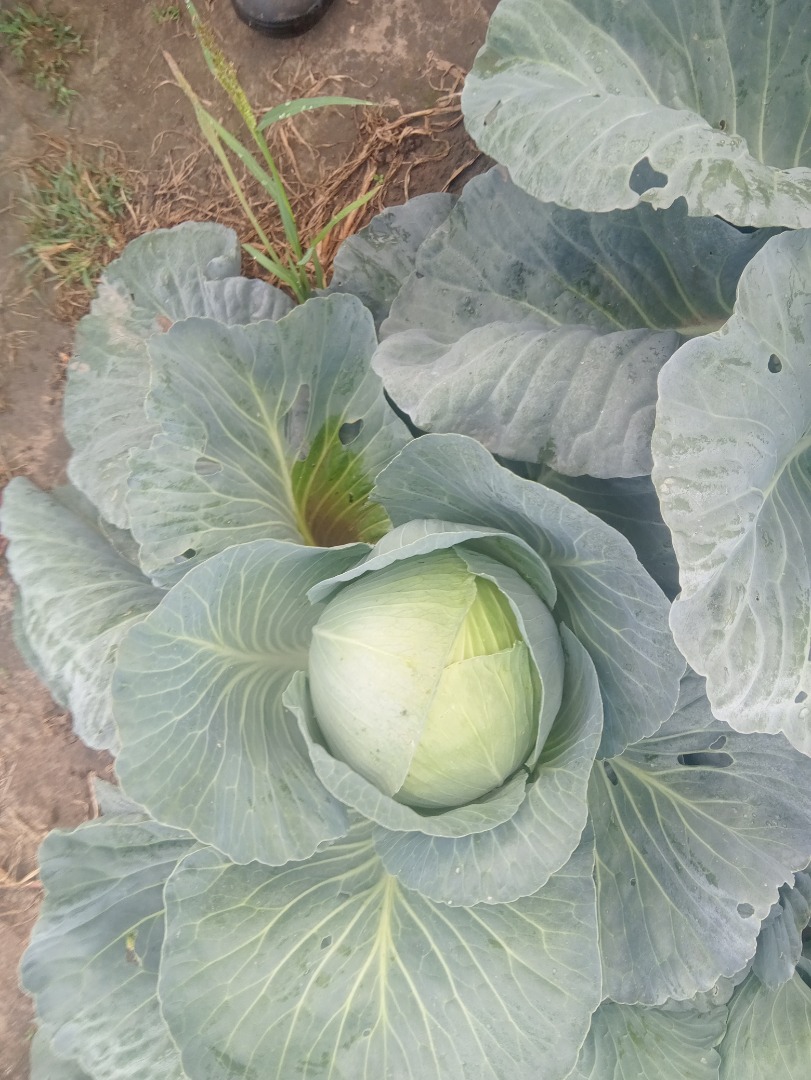 Odmiana agresor idealna na kiszenje