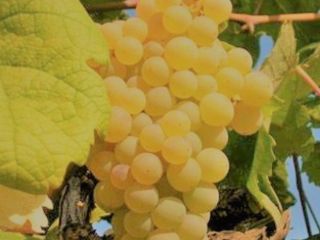 Sprzedam certyfikowane ekologiczne winogrona, jakość Trebbiano Malvasia i Bellone.