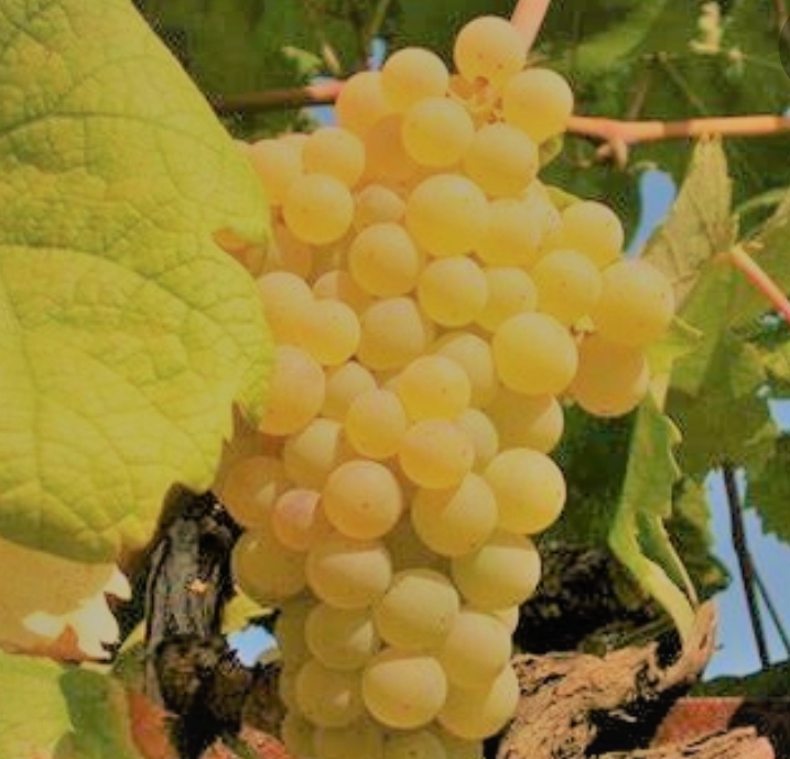 Sprzedam certyfikowane ekologiczne winogrona, jakość Trebbiano Malvasia i Bellone
