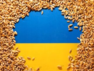 Gospodarka z Ukrainy sprzedaje pszenicę, kukurydzę, rzepak, słonecznik w