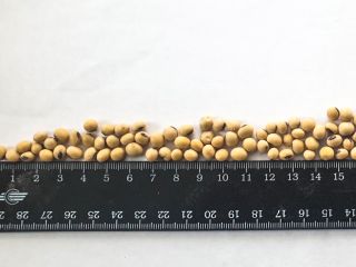Ukraińska firma rolnicza oferuje Państwu soję GMO własnej produkcji