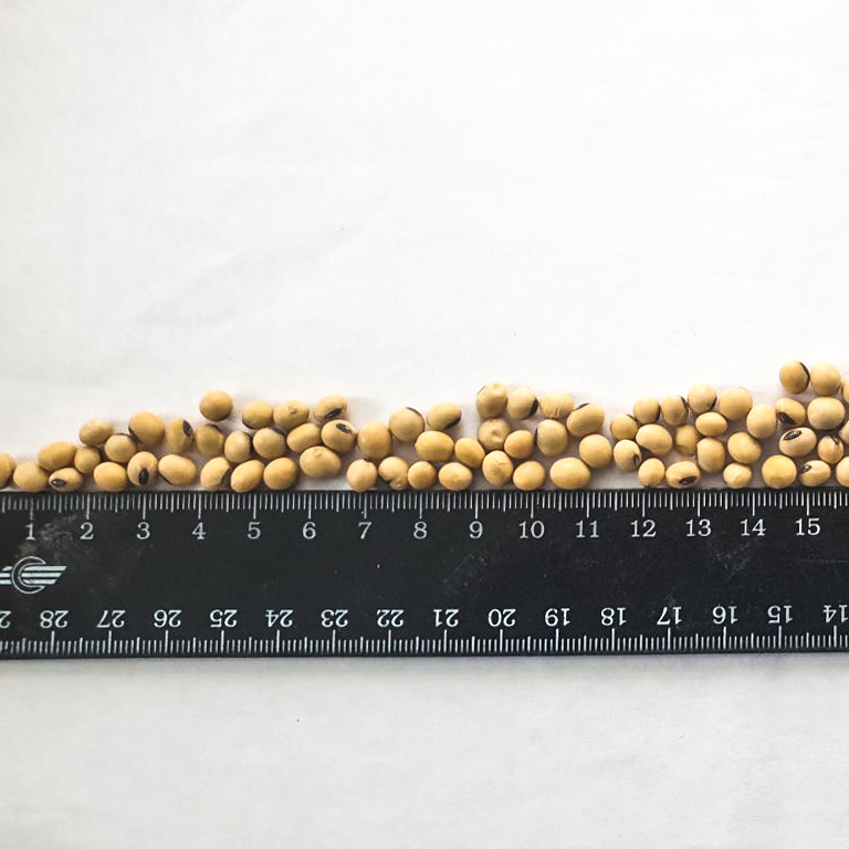 Ukraińska firma rolnicza oferuje Państwu soję GMO własnej produkcji (pola)