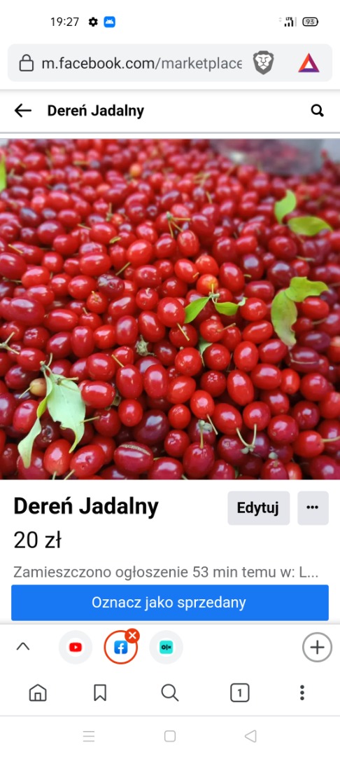 Witam mam na sprzedaż owoce Derenia Jadalnego duże ilości Odbiór osobisty