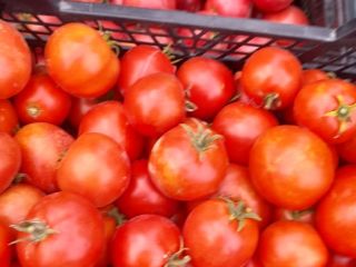 Sprzedam pomidory gruntowe oraz tunelowe cena 3 zł za