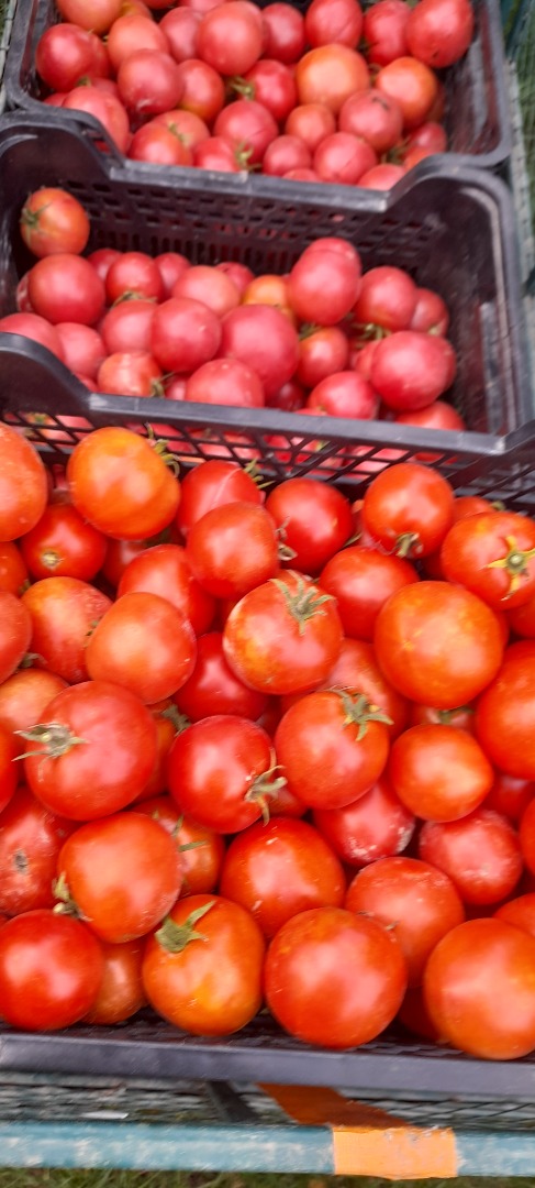 Sprzedam pomidory gruntowe oraz tunelowe cena 3 zł za kg Więcej informacji pod nr