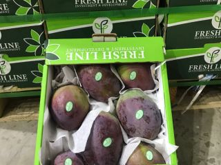 HAMDI z Egiptu, sprzedający nasze świeże mango, odmiany: Keith,