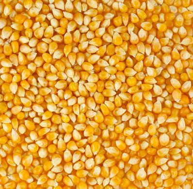 Szanowni Państwo, jesteśmy najlepszymi producentami i dostawcami kukurydzy różnego rodzaju, gmo i non gmo i mamy możliwość zaoferowania Państwu comiesięcznych