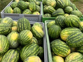 Arbuz bardzo smaczny z własnej plantacji . Duże ilości