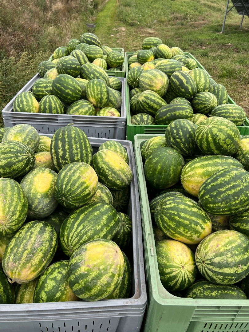 Arbuz bardzo smaczny z własnej plantacji