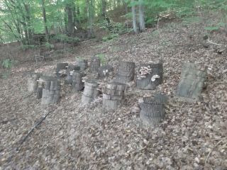 Shii-Take bio uprawiane na kłodach liściastych, całkowicie naturalne, na