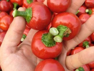 Papryka czereśniowa cherry. Wysoka jakość. Ilości hurtowe. Zapraszam do