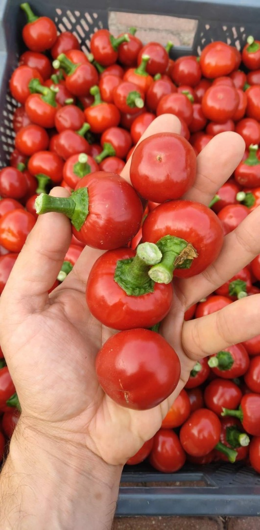 Papryka czereśniowa cherry