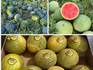 Przyjdź tutaj i złóż hurtowe zamówienia melonów... Mamy duże