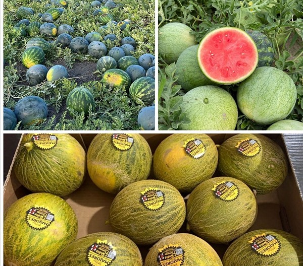Przyjdź tutaj i złóż hurtowe zamówienia melonów..