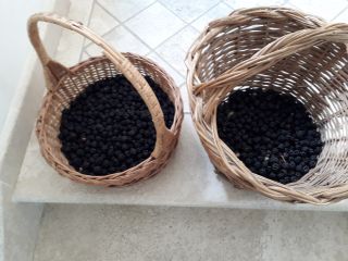 Jeżyny zebrane w górach w rejonie Vallepietra (RM), całkowicie