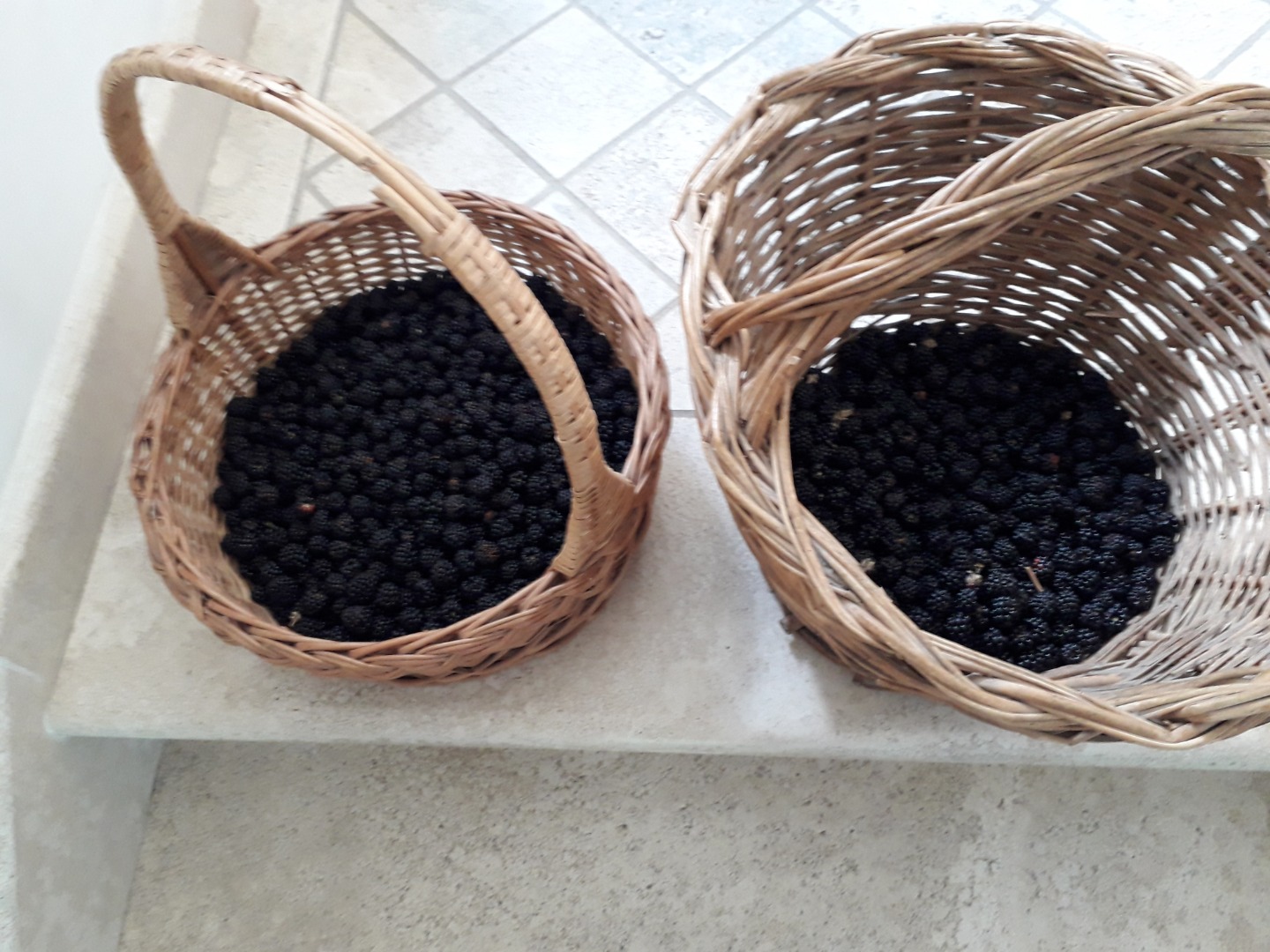 Jeżyny zebrane w górach w rejonie Vallepietra (RM), całkowicie zanurzone w naturze