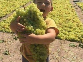 Winogrona wysokiej jakości. Plantacja znajdowała się 15 km od