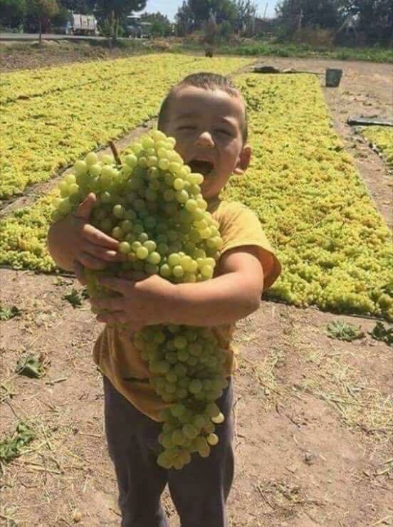 Winogrona wysokiej jakości