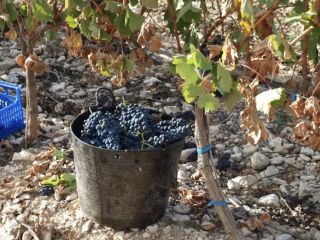 SPRZEDAŻ WINOGRON, TEMPRANILLO, DO PRODUKCJI WINA, VIÑEDO DO ARLANZA.