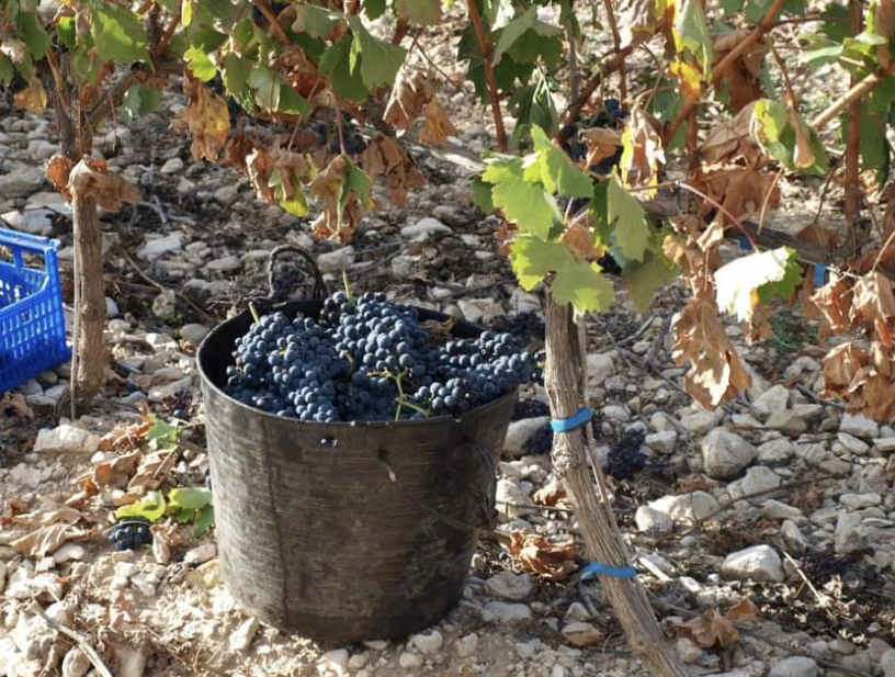 SPRZEDAŻ WINOGRON, TEMPRANILLO, DO PRODUKCJI WINA, VIÑEDO DO ARLANZA