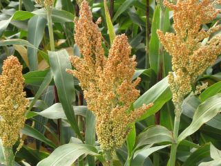 Produkcja plon 2021 - sorgo - 330 ton Jakość