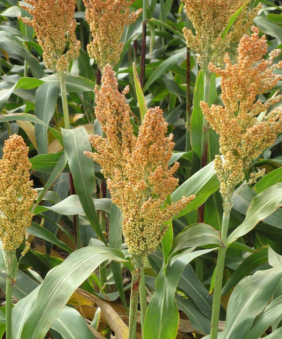 Produkcja plon 2021 - sorgo - 330 ton Jakość zgodna z normami