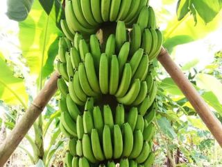 Miejsce pochodzenia: Indonezja East Java Malang, Jombang Nazwa marki: