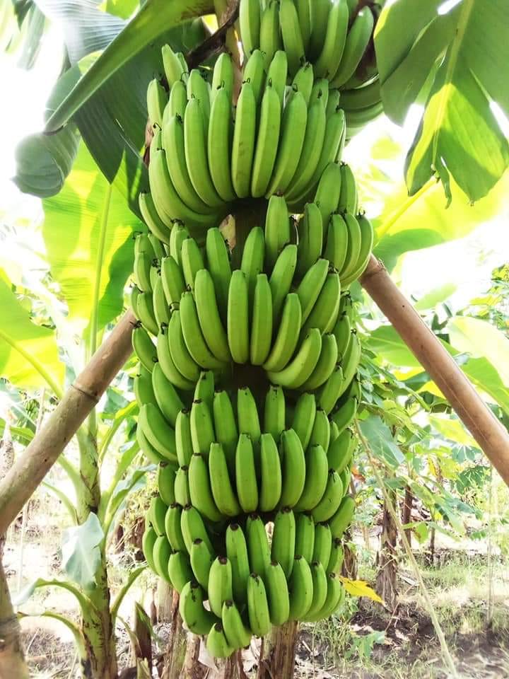 Miejsce pochodzenia: Indonezja East Java Malang, Jombang Nazwa marki: Adhinata Banana Typ produktu: Owoce tropikalne Styl: Świeża odmiana Cavendish: Banan Typ