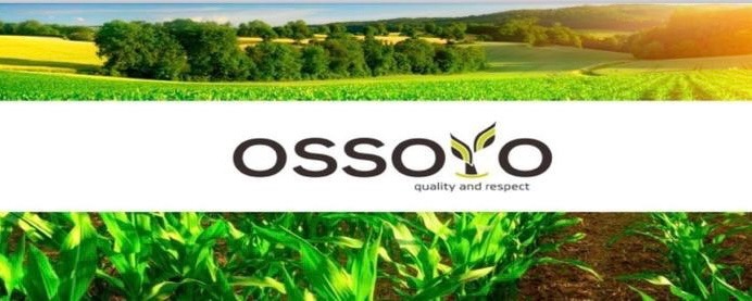 Firma handlowa "Ossoyo" sprzedaje pszenicę, słonecznik, jęczmień, rzepak i kukurydzę