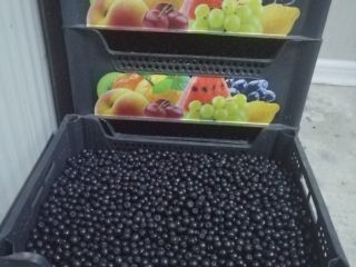 Certyfikowana ekologiczna Aronia, certyfikowany produkt górski. Zbierane ręcznie, ziarno