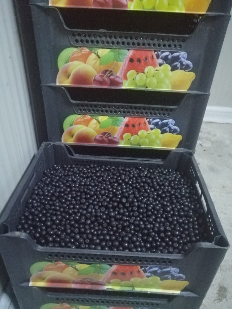 Certyfikowana ekologiczna Aronia, certyfikowany produkt górski
