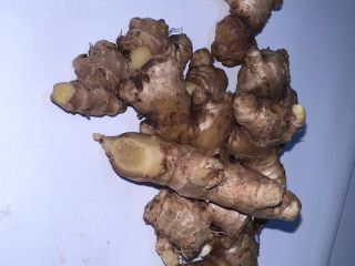 wild ginger natural, organic WILD GINGER obtained from cultivation