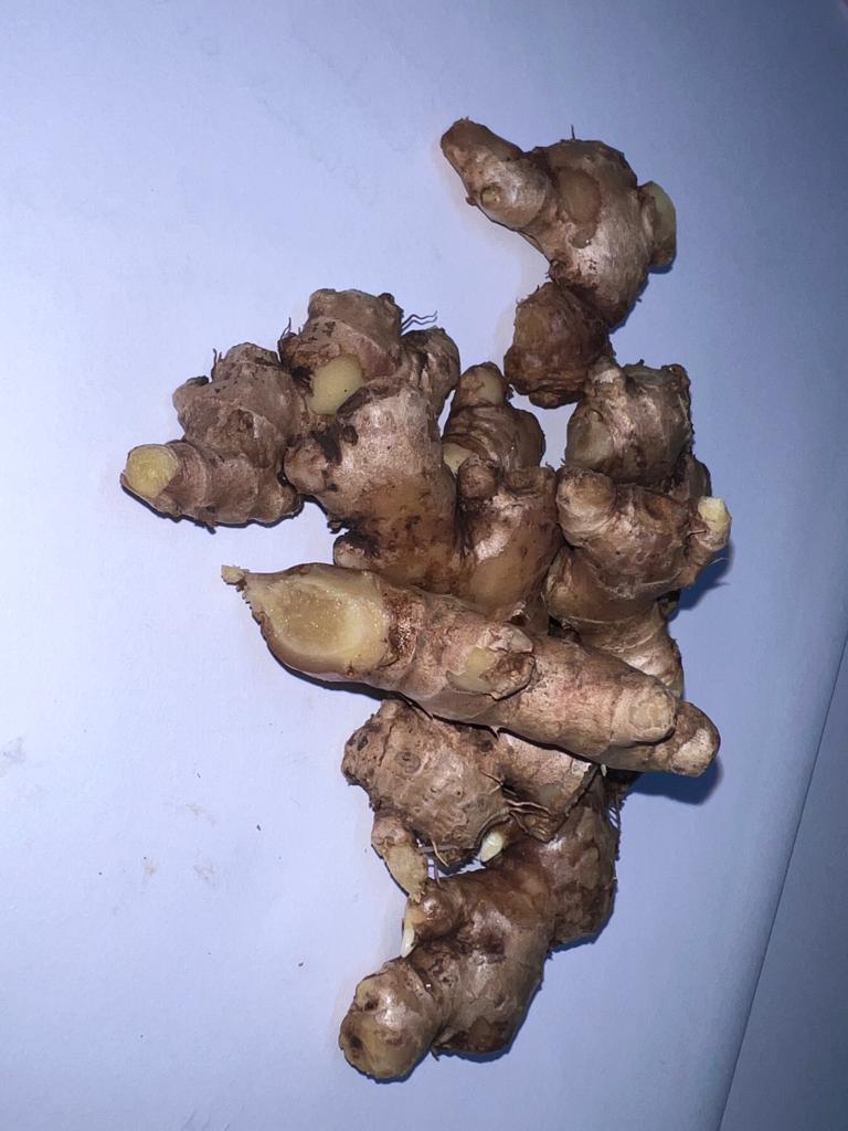 wild ginger natural, organic WILD GINGER obtained from cultivation in the jungle in Sierra Leone, West Africa, very strong and aromatic, juicy, efficient