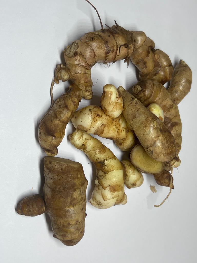 WILD, ORGANIC, BIO TUMERIC - KURKUMA fresh, natural, organic WILD TUMERIC (KURKUMA) obtained from natural crops in the jungle of Sierra Leone, West Africa