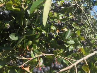 Aronia nie jest niczym nawożona i pryskana. Rośnie naturalnie