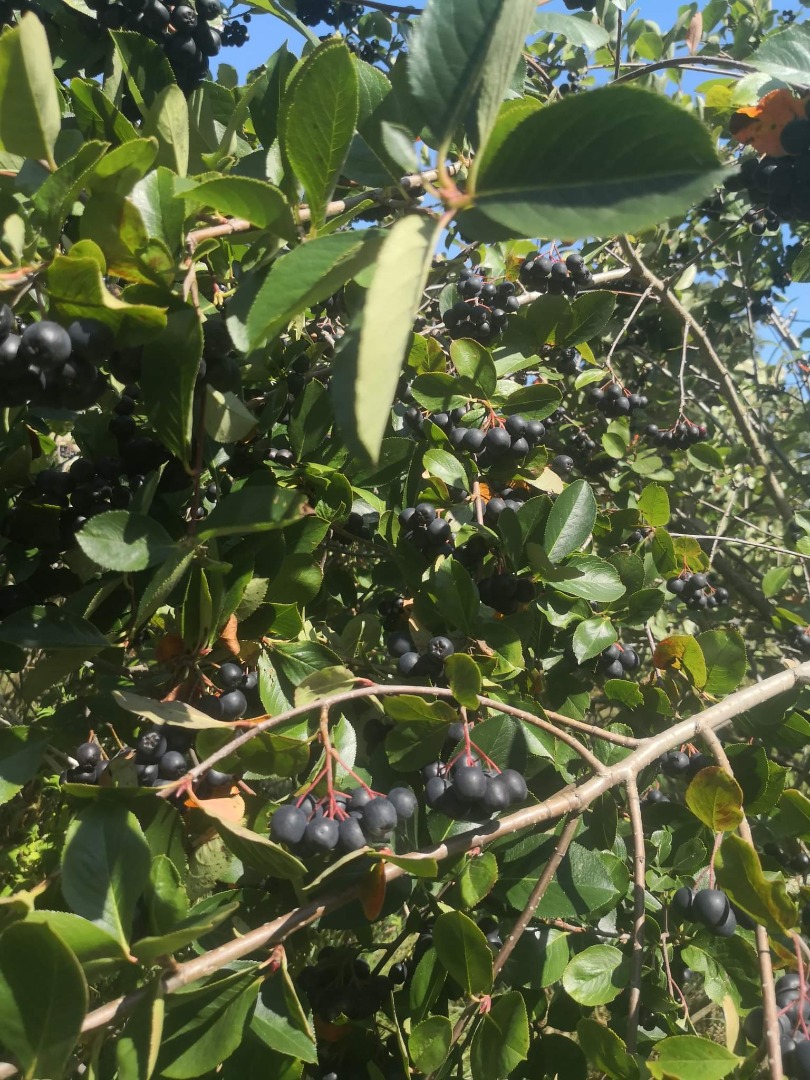 Aronia nie jest niczym nawożona i pryskana