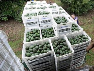 Najlepsza jakość hurtowa świeżych produktów jadalnych awokado z farmy.