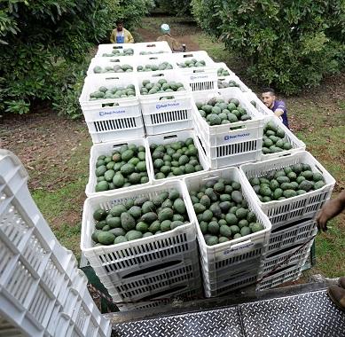 Najlepsza jakość hurtowa świeżych produktów jadalnych awokado z farmy
