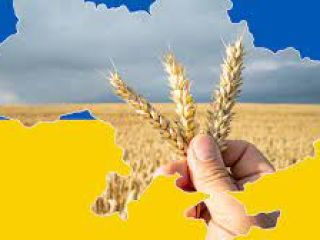 Zbiór pszenicy 2022 III klasa z atestem Do młynów,